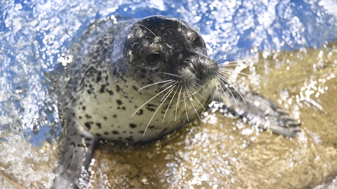 「鎌倉 松原庵 青」の朝ごはん＆新江ノ島水族館入場券付き